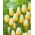 Tulipan Lemon Chiffon - 5 cebulek