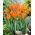 Tulipan Ballerina - 5 cebulek