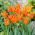 Tulipan Ballerina - duża paczka! - 50 szt.