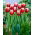 Tulipan Leen van der Mark - 5 cebulek