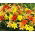 Pixie mix - zestaw 3 odmian lilii do doniczek - 9 szt.