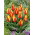 Tulipan Cape Cod - duża paczka! - 50 szt.