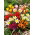 Tulipan botaniczny - niski - mix kolorów - duża paczka! - 50 szt.