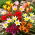 Tulipan botaniczny - niski - mix kolorów - duża paczka! - 50 szt.