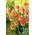 Tulipan Candy Corner - duża paczka! - 50 szt.