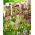 Tulipan Purple Tower - 5 szt.