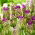 Tulipan Purple Tower - 5 szt.