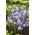 Hiacynt kalifornijski, Brodiaea - Queen Fabiola - duża paczka! - 100 szt.