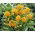 Śniedek wątpliwy - Ornithogalum Dubium - duża paczka! - 50 szt.