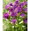Tulipan Blue Wow - duża paczka! - 50 szt.