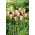 Tulipan Clusiana Lady Jane - duża paczka! - 50 szt.