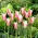 Tulipan Clusiana Lady Jane - duża paczka! - 50 szt.