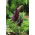Smocza lilia - Dracunculus vulgaris - duża paczka! - 10 szt.