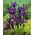Irys Purple Gem - duża paczka! - 100 szt.