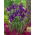 Irys holenderski - Purple Sensation - duża paczka! - 100 szt.