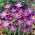 Krokus Whitewell Purple - duża paczka! - 100 szt.