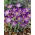 Krokus Whitewell Purple - duża paczka! - 100 szt.