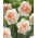 Narcyz pełny Flower Surprise - duża paczka! - 50 szt.