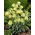 Szachownica bladokwiatowa - Fritillaria pallidiflora - duża paczka! - 10 szt.