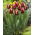 Tulipan Armani - duża paczka! - 50 szt.