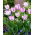 Tulipan Aria Card - duża paczka! - 50 szt.