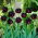 Tulipan Black Hero - duża paczka! - 50 szt.