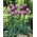 Tulipan Blue Heron - duża paczka! - 50 szt.