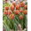 Tulipan Brown Sugar - duża paczka! - 50 szt.