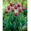 Tulipan Chansonette - duża paczka! - 50 szt.