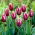 Tulipan Chansonette - duża paczka! - 50 szt.