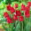 Tulipan Barbados - duża paczka! - 50 szt.