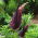 Smocza lilia - Dracunculus vulgaris - duża paczka! - 10 szt.