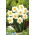 Narcyz pełny Flower Drift - duża paczka! - 50 szt.