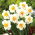 Narcyz pełny Flower Drift - duża paczka! - 50 szt.