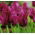 Tulipan Burgundy - duża paczka! - 50 szt.