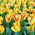 Tulipan Cape Town - duża paczka! - 50 szt.