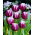 Tulipan Arabian Mystery - duża paczka! - 50 szt.