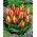 Tulipan Cape Cod - duża paczka! - 50 szt.
