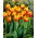 Tulipan Mickey Mouse - 5 cebulek