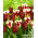 Tulipan Grand Perfection + National Velvet - zestaw 2 odmian - 50 szt.