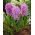 Hiacynt Amethyst - duża paczka! - 30 szt.