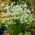Śniedek zwisły - Ornithogalum nutans - duża paczka! - 100 szt.