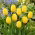 Tulipan Golden Apeldoorn - duża paczka! - 50 szt.