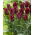 Tulipan Lasting Love - duża paczka! - 50 szt.