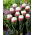 Tulipan Ice Cream - duża paczka! - 50 szt.