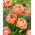 Tulipan Copper Image - duża paczka! - 50 szt.