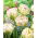 Tulipan Danceline - duża paczka! - 50 szt.