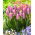 Tulipan Light And Dreamy - duża paczka! - 50 szt.