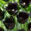 Tulipan Fringed Black - duża paczka! - 50 szt.