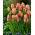 Tulipan Dragon King - duża paczka! - 50 szt.